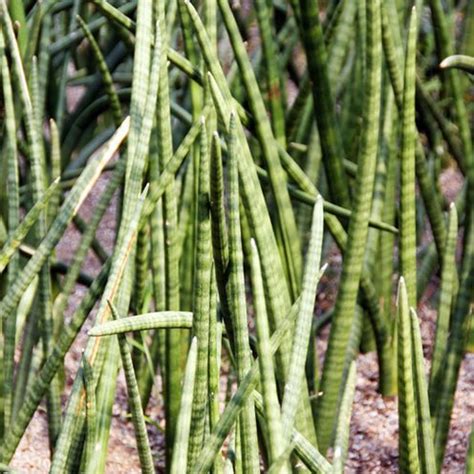 虎尾蘭屬|虎尾蘭(百合目百合科植物):形態特徵,生長習性,地理分布,主要品種,。